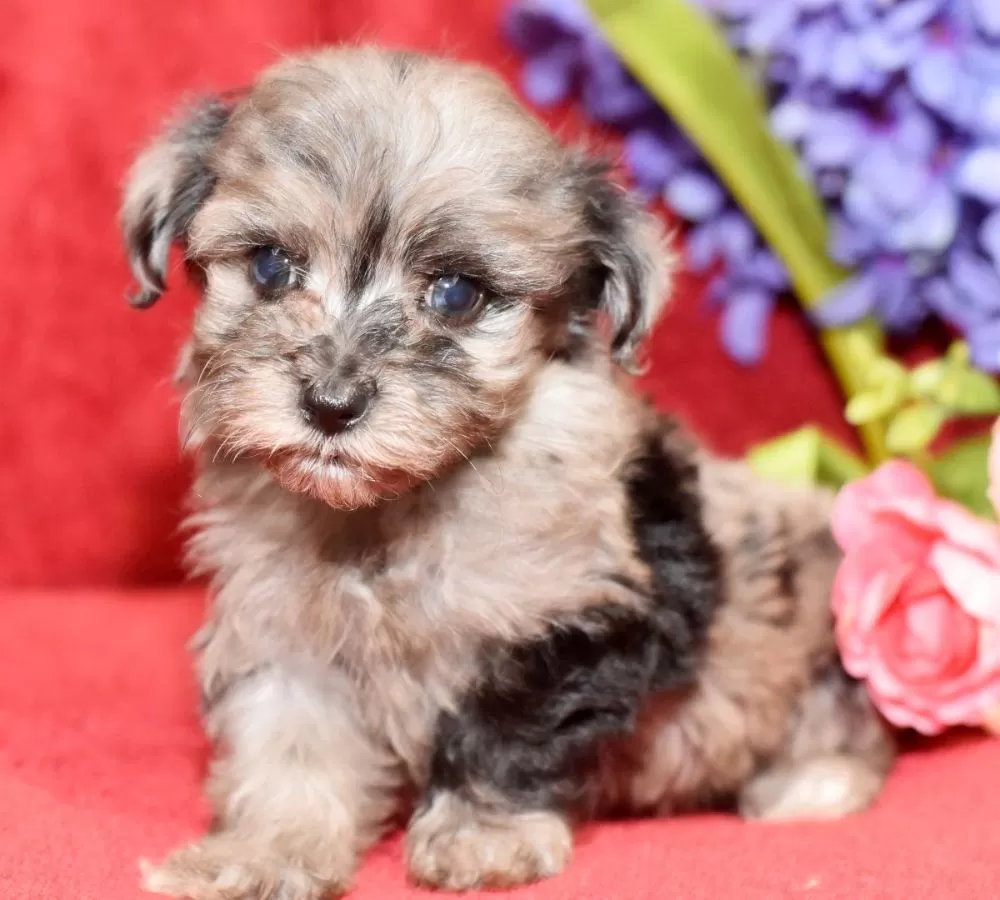 Maltipoo