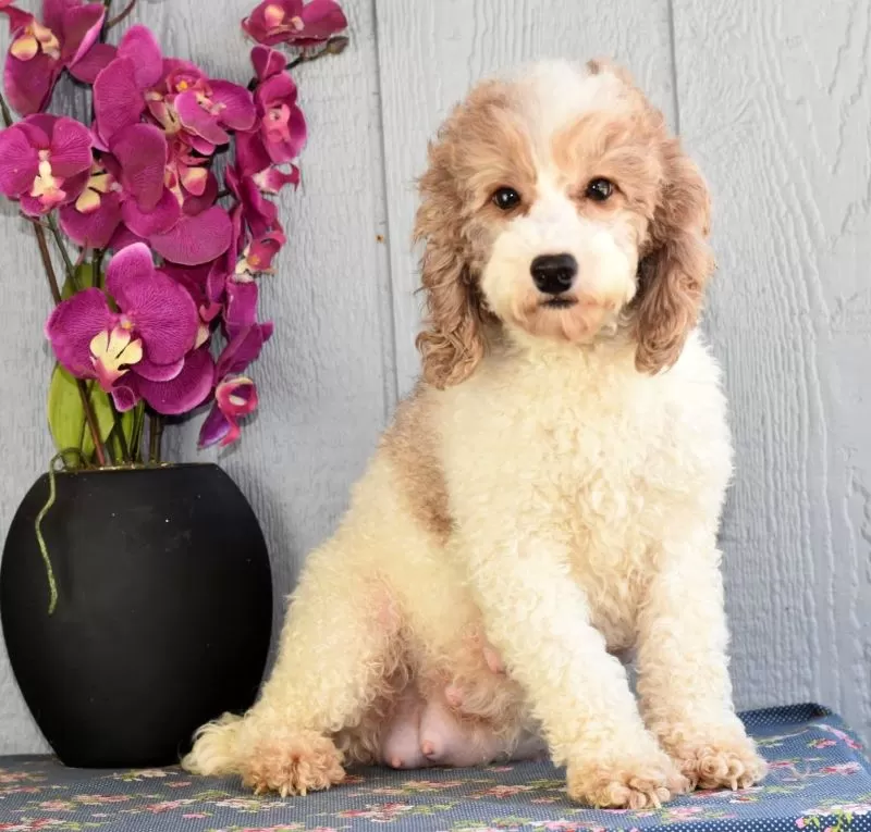 Puppy Name: Clara