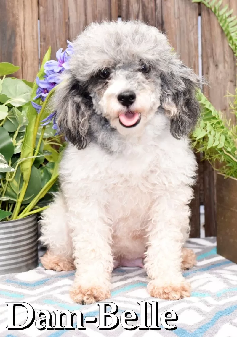 Puppy Name: Belle's Triumph