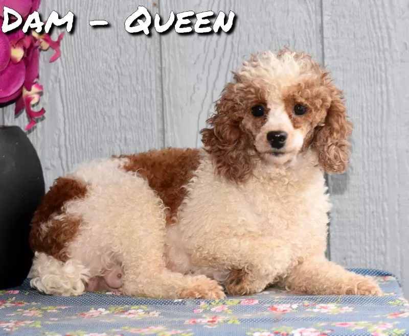 Puppy Name: Queen