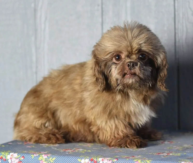 Puppy Name: Chocolate Fudge