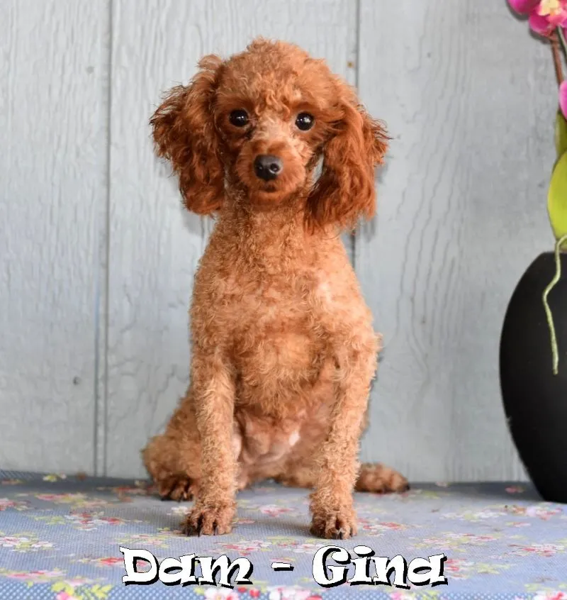 Gina