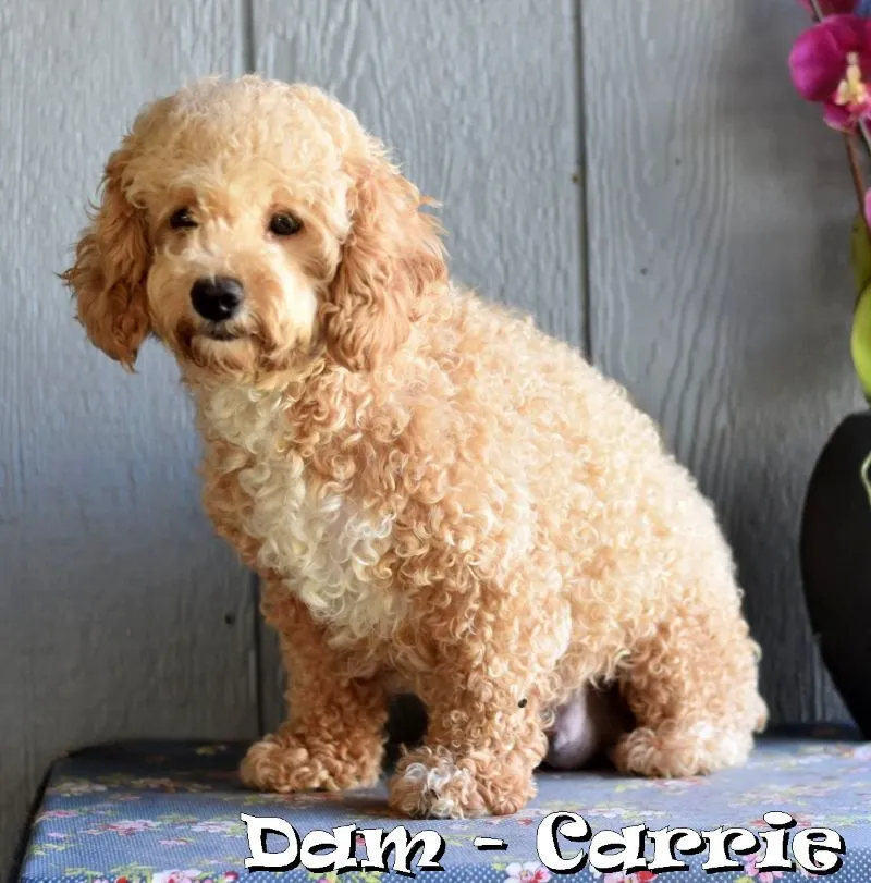 Puppy Name: Carrie