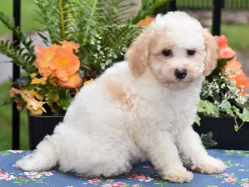 Puppy Name: Daisy