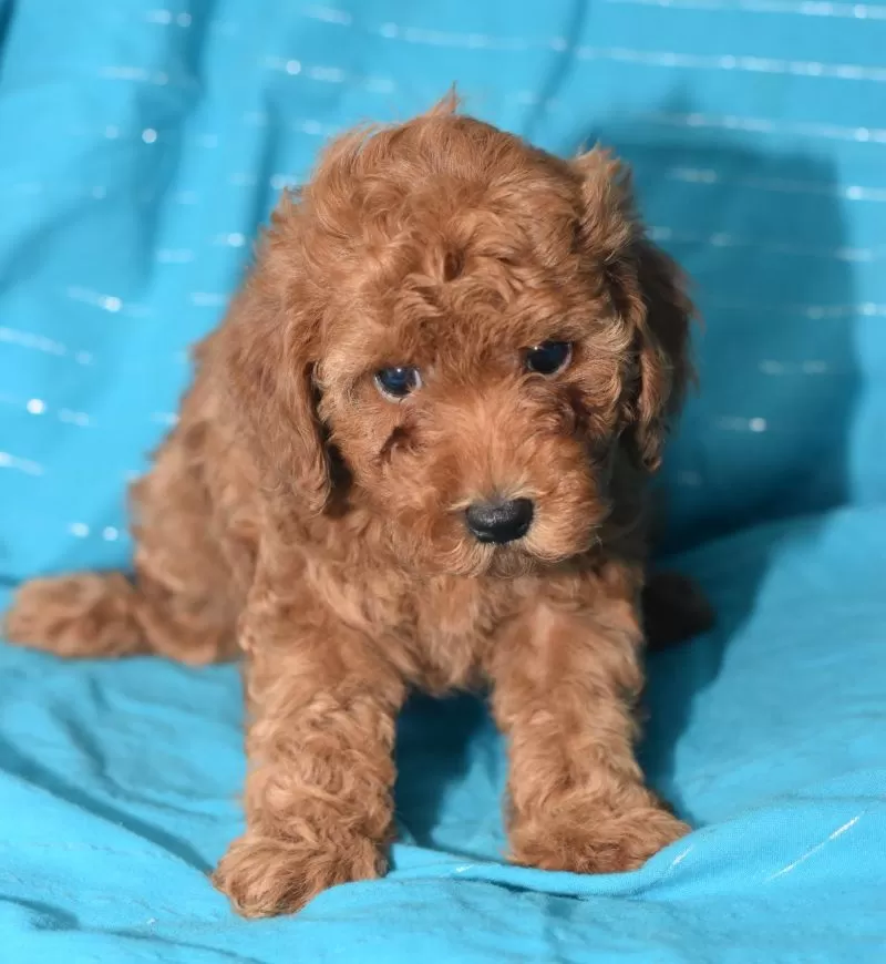 Tina