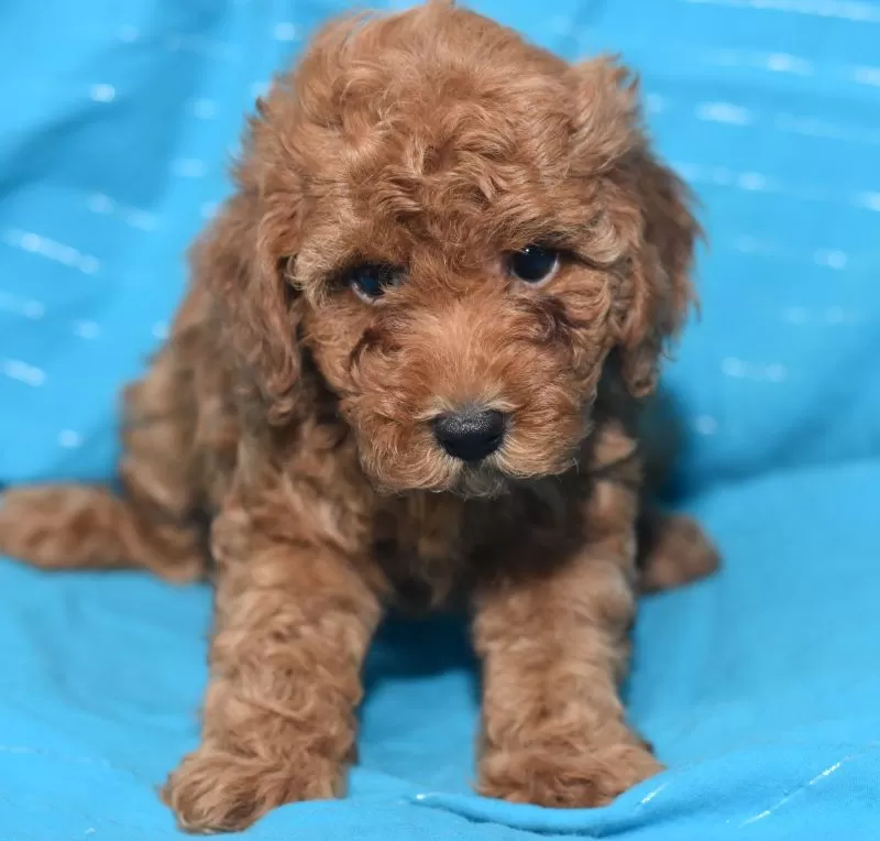 Tina