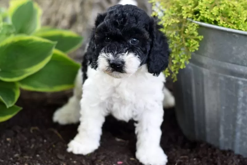 Archie