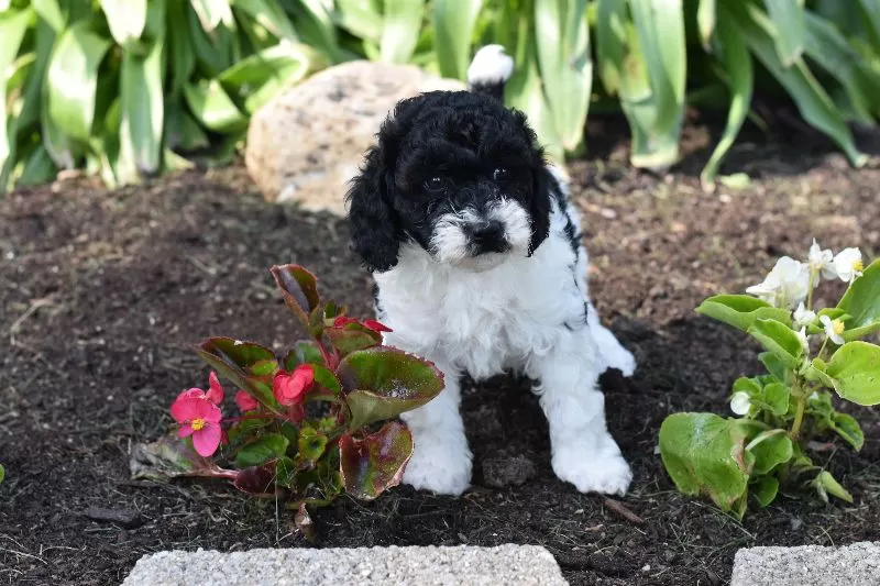 Archie