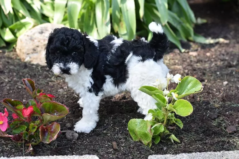 Archie