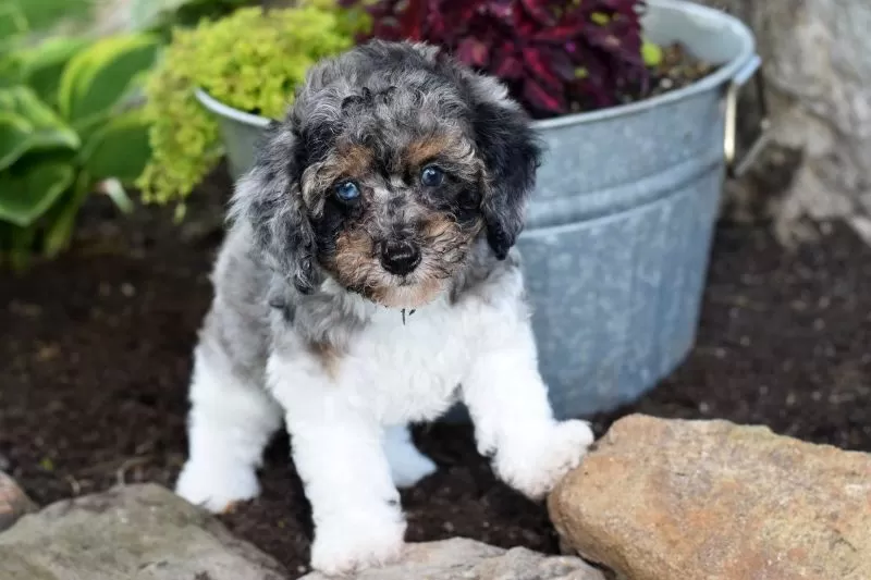 Biscuit
