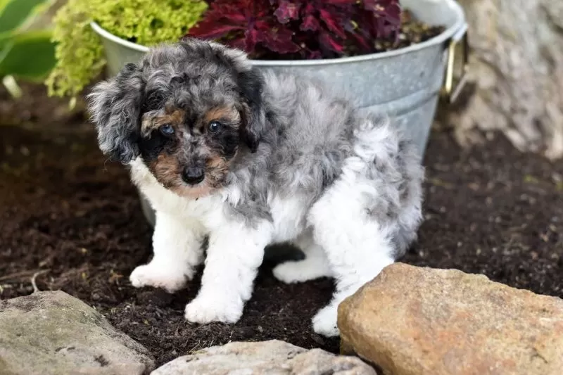 Biscuit