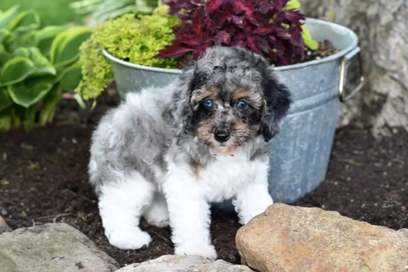 Biscuit