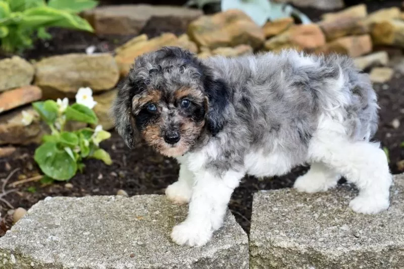 Biscuit