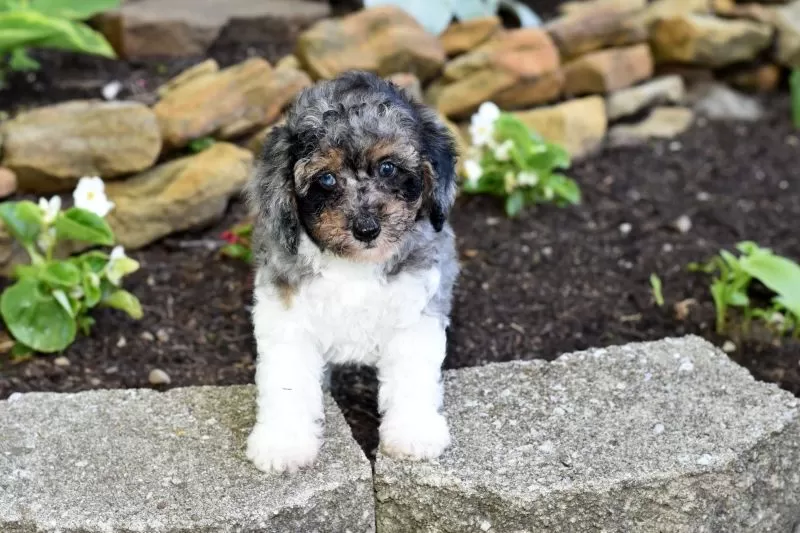 Biscuit