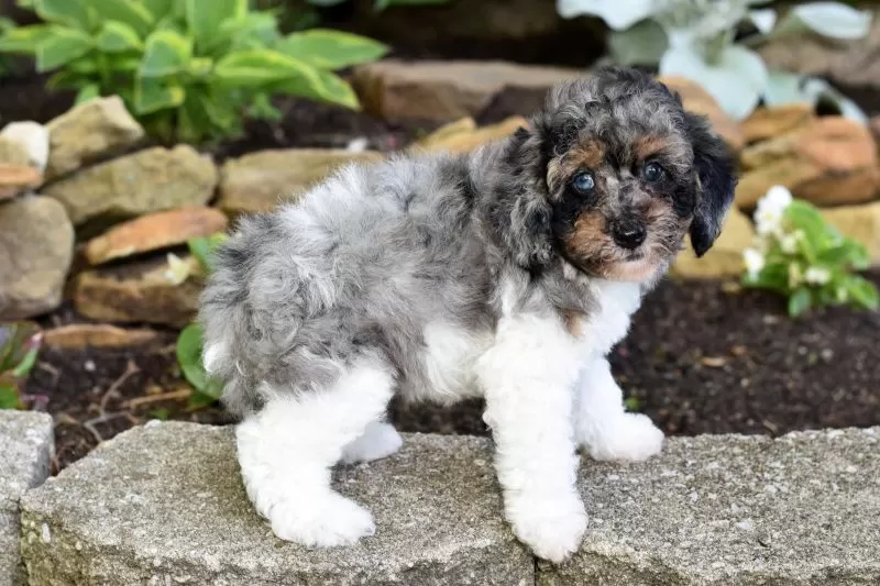Biscuit