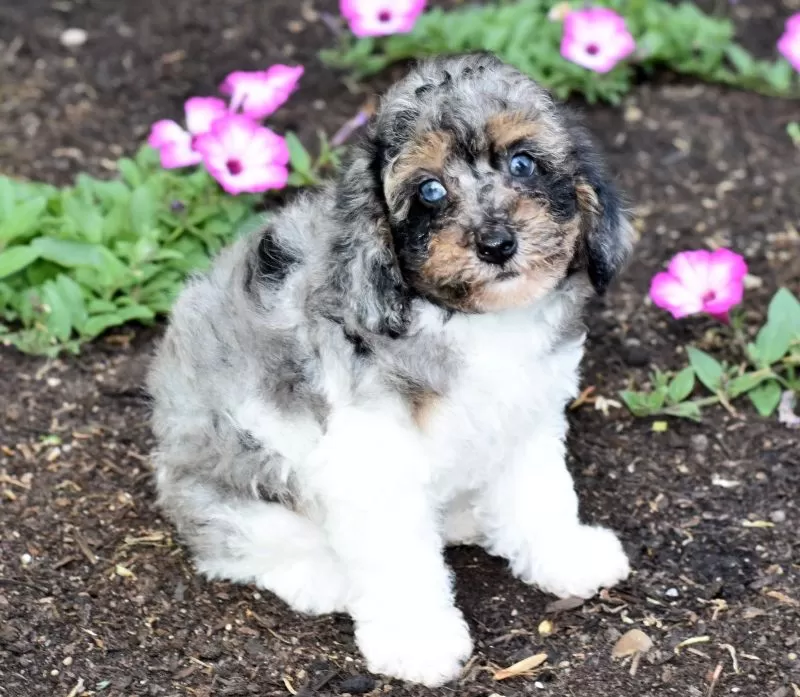 Biscuit