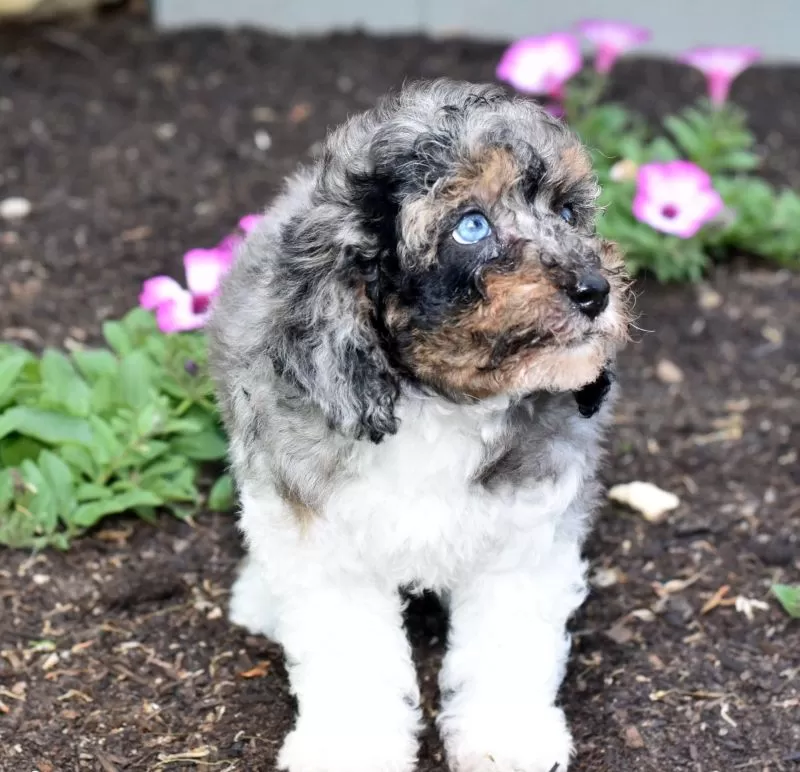 Biscuit