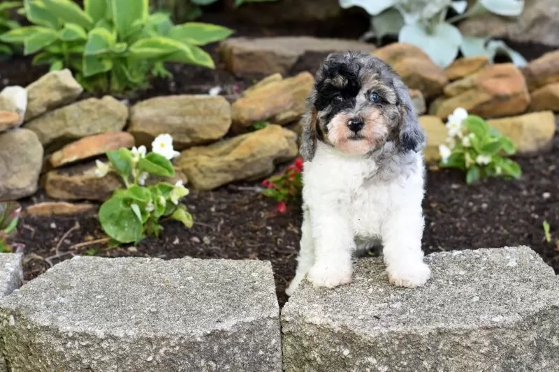 Bella