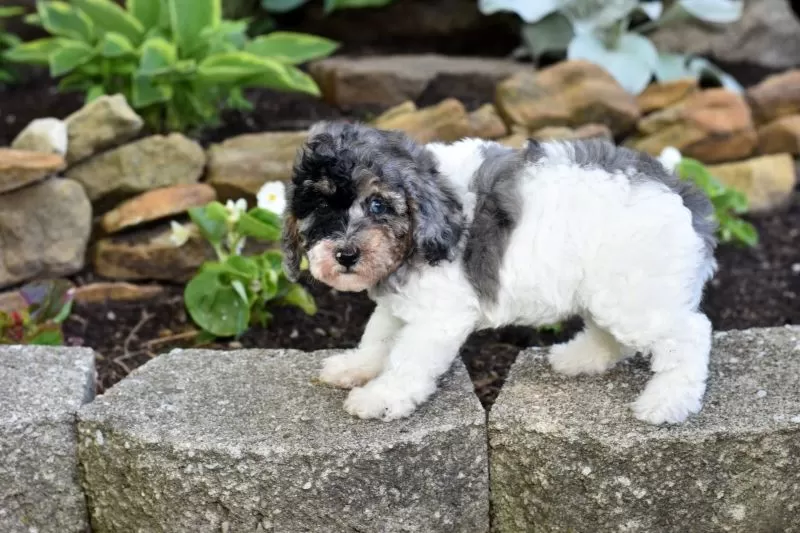 Bella