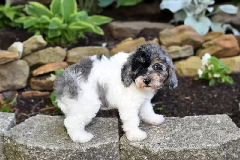 Bella