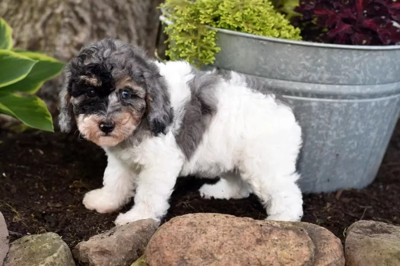 Bella