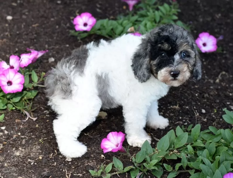 Bella