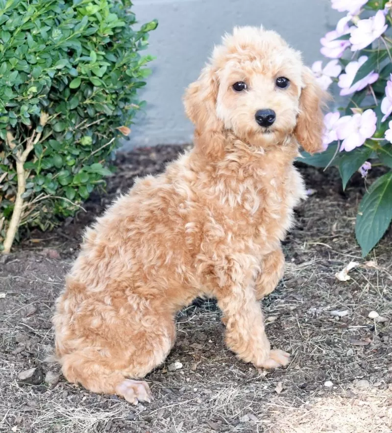 Puppy Name: Tulip