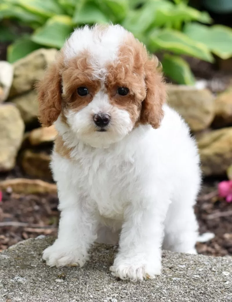 Molly