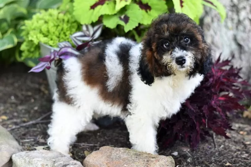 Puppy Name: Austin
