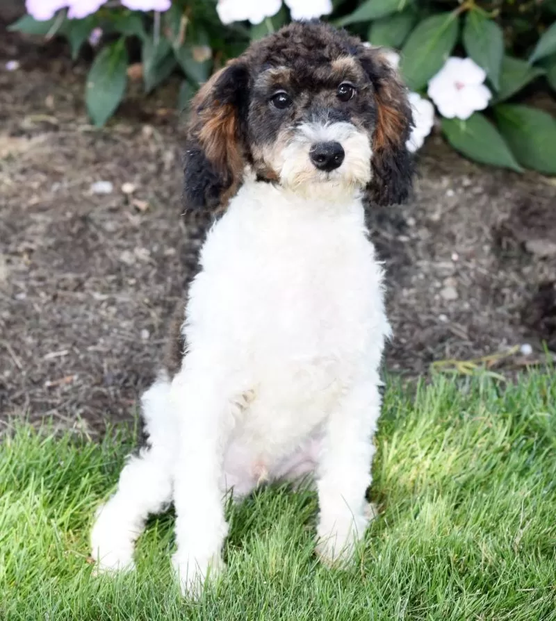 Puppy Name: Austin