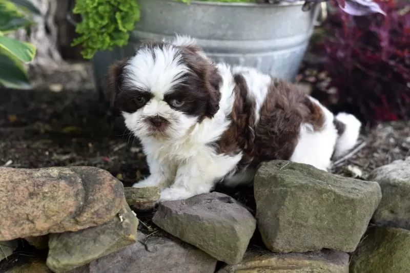 Puppy Name: Bruno