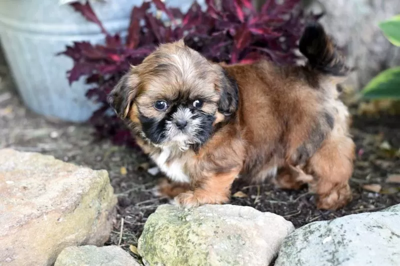 Puppy Name: Bali