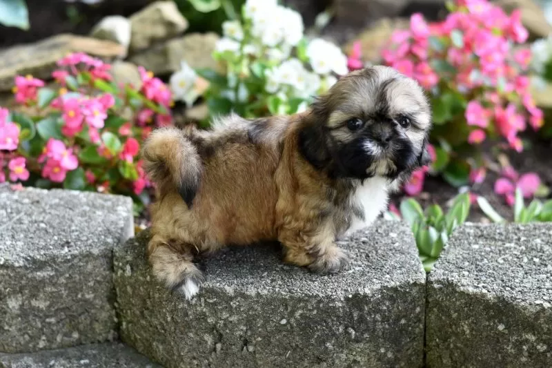 Puppy Name: Banjo