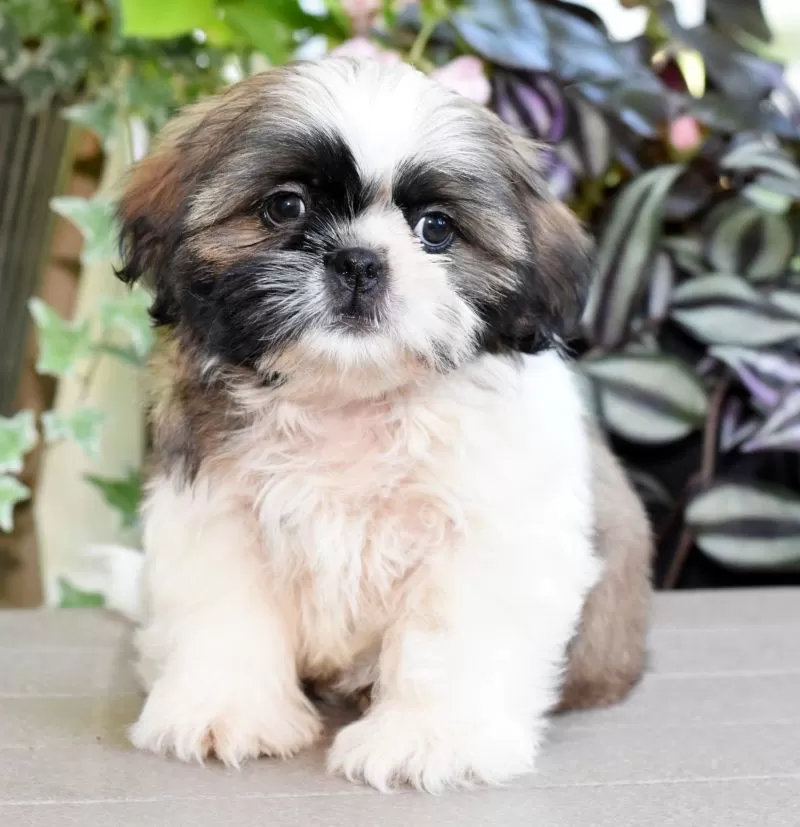Puppy Name: Denali