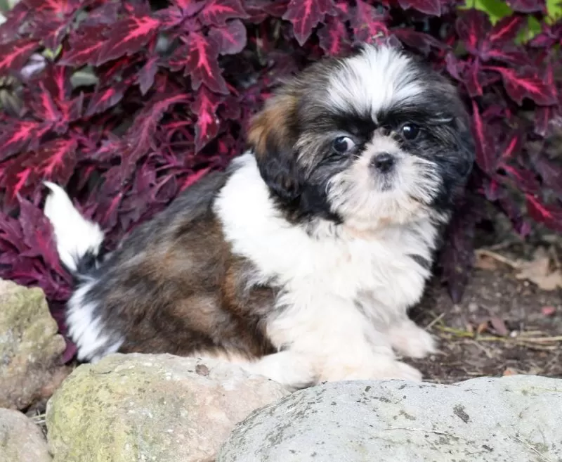Puppy Name: Debbie