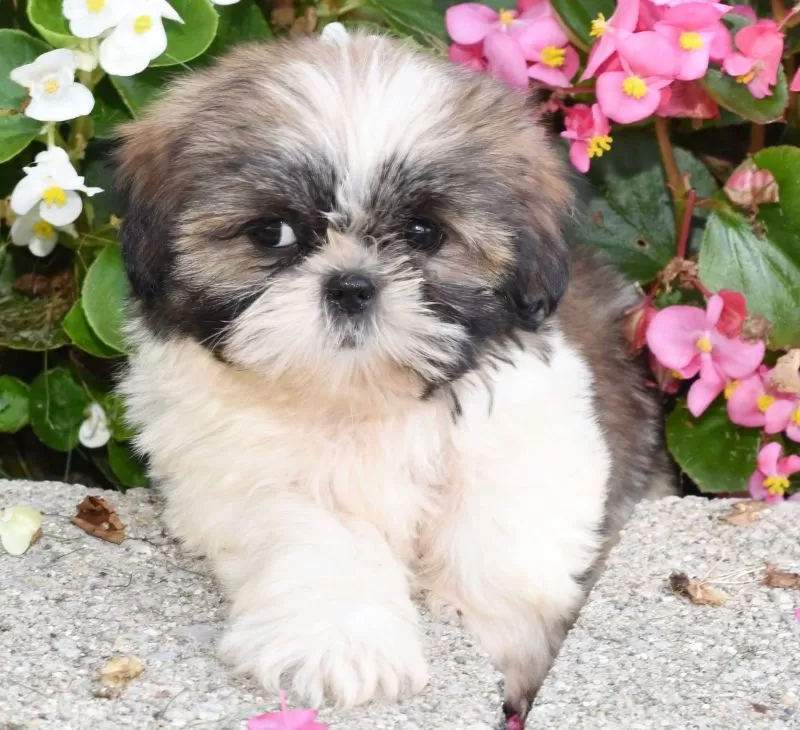 Daisy