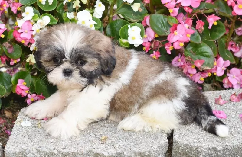Daisy