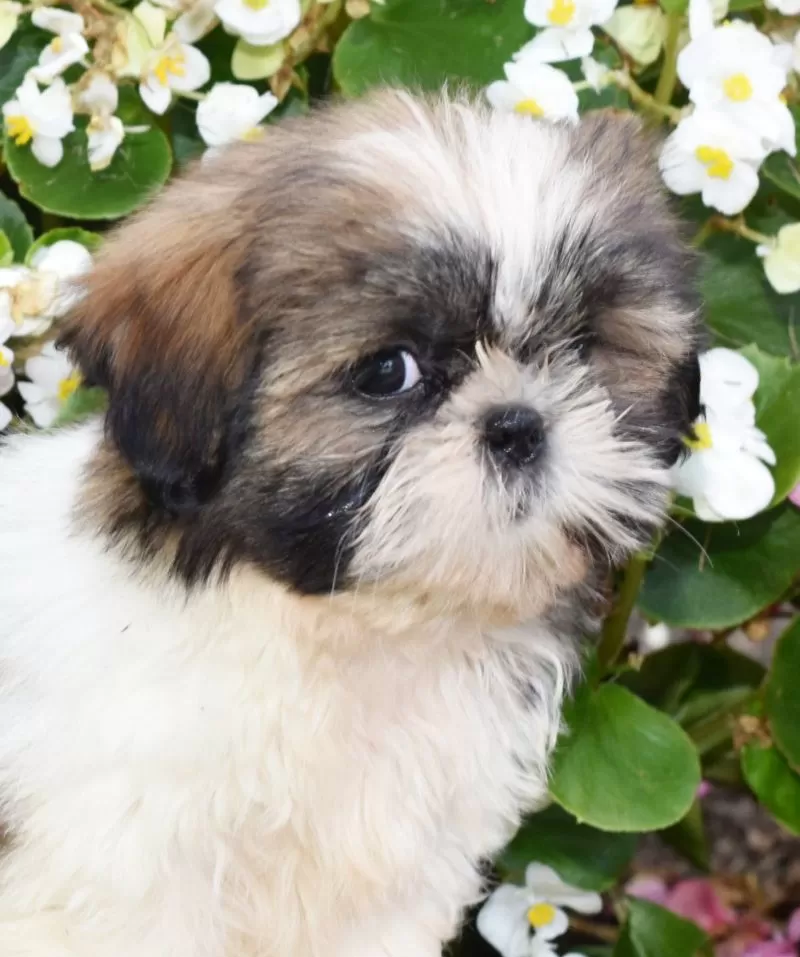 Daisy