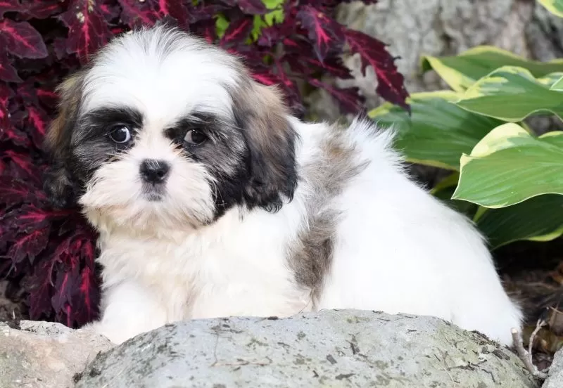Puppy Name: Denver