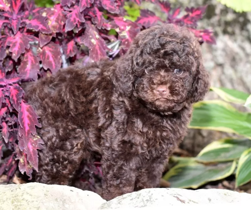Jasper