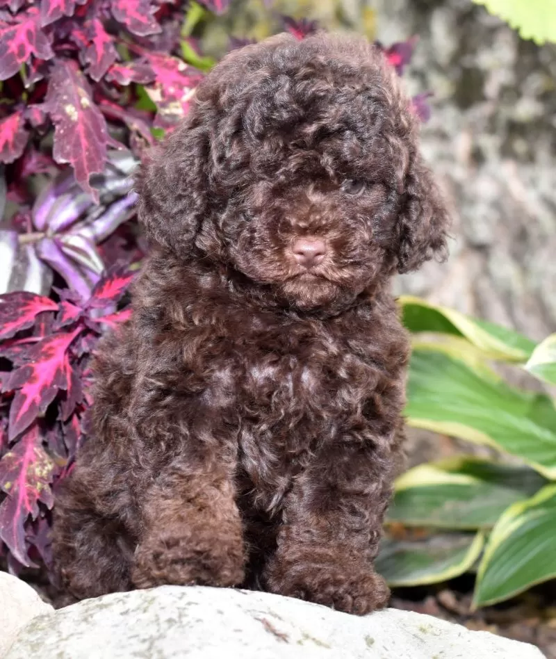 Jasper