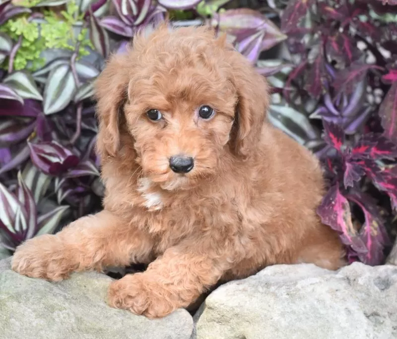 Puppy Name: Kipper