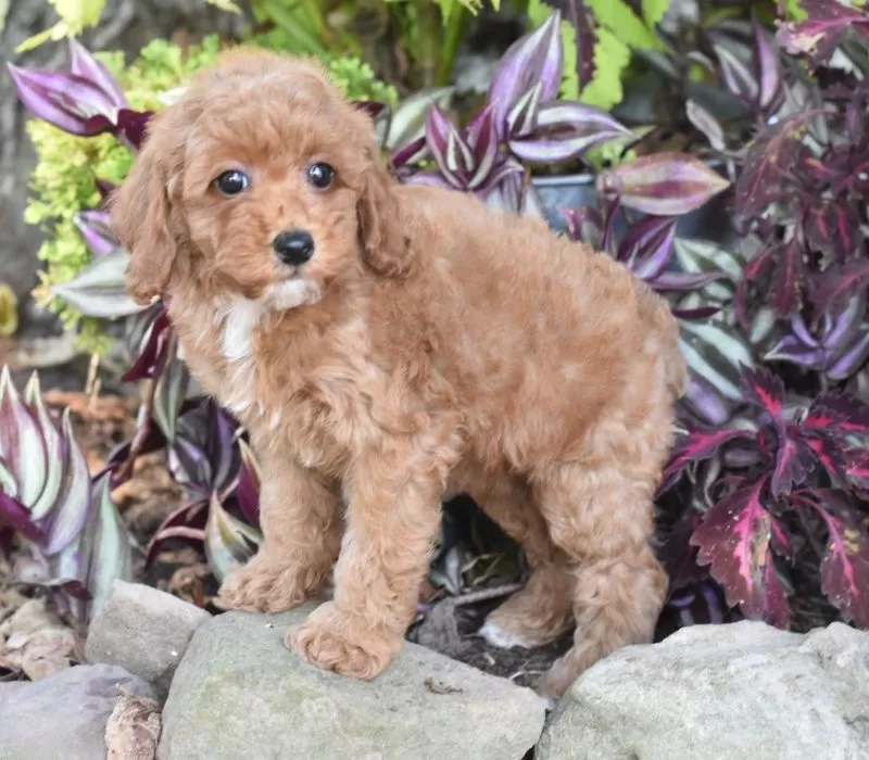 Puppy Name: Kayo