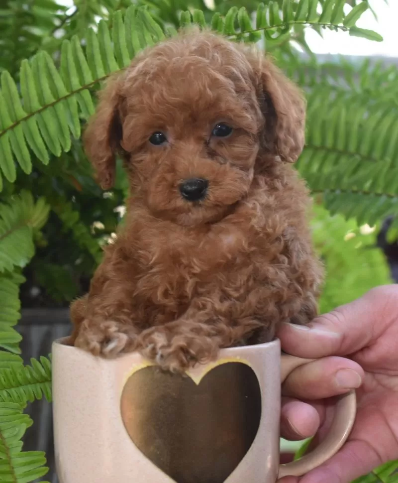 Puppy Name: Peanut