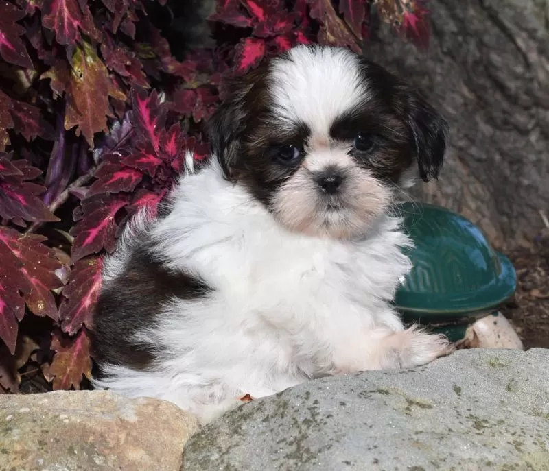 Puppy Name: Macy