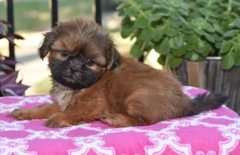 Puppy Name: Mario