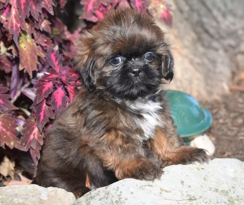 Puppy Name: Mack