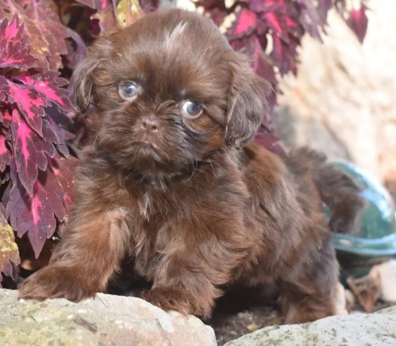 Puppy Name: Mason