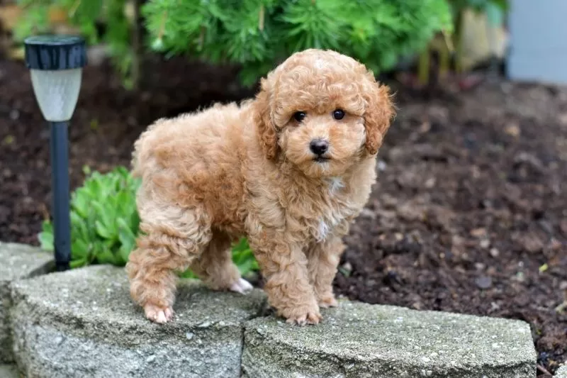Puppy Name: Biscuit