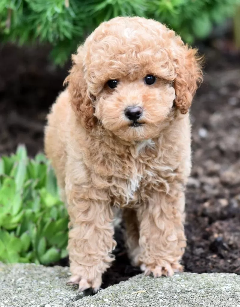 Biscuit